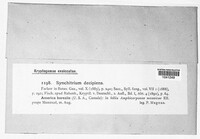 Miyabella aecidioides image